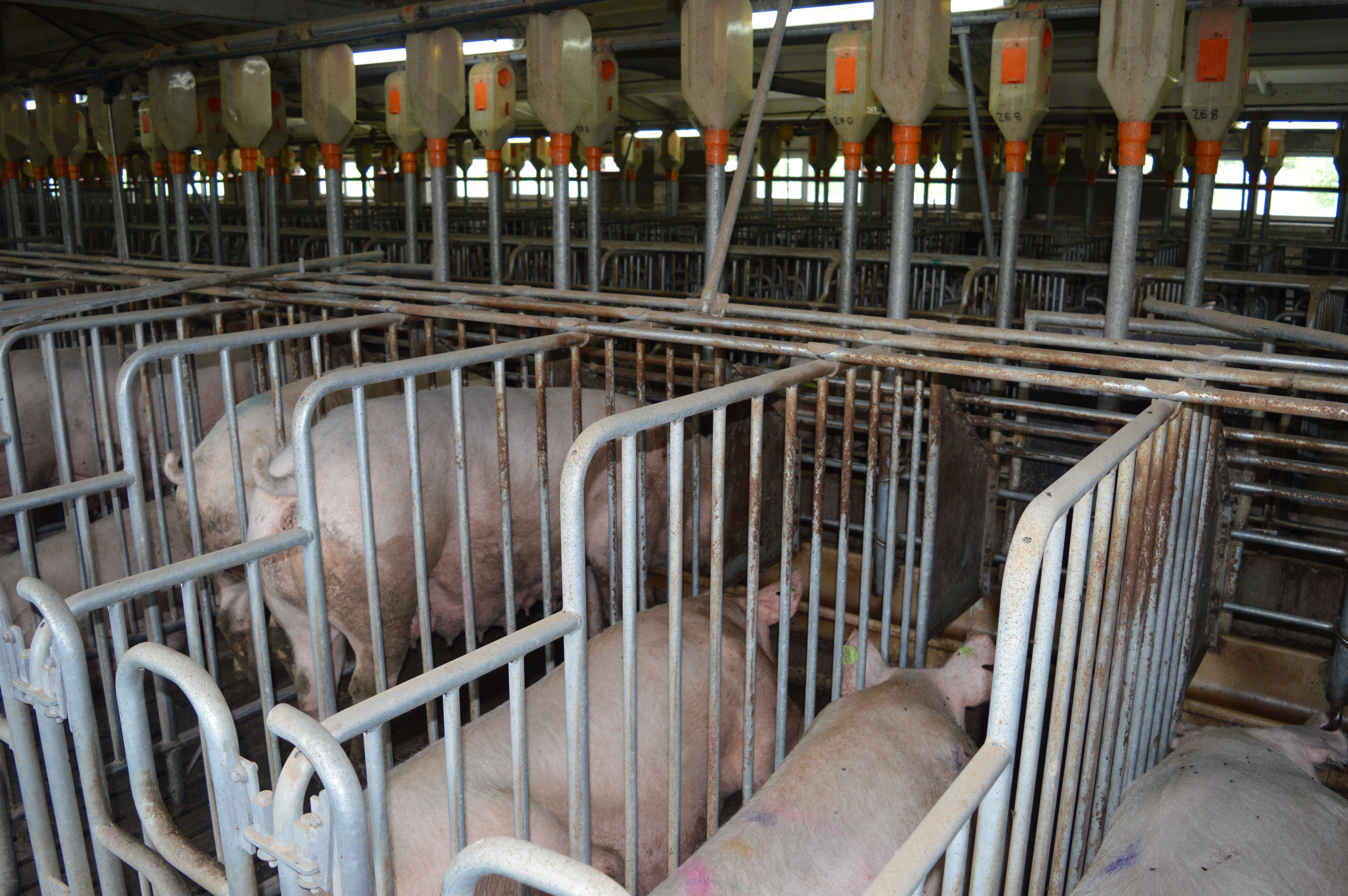 KSG Agro ввів в експлуатацію відгодівельний цех на 2,4 тис голів на свинокомплексі