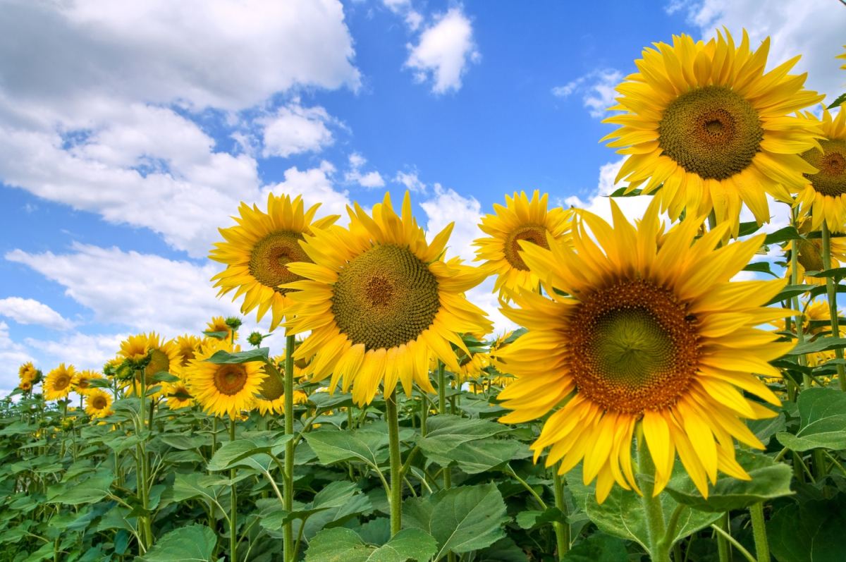 KSG Agro завершив збиральну кампанію соняшника із врожайністю 24ц/га