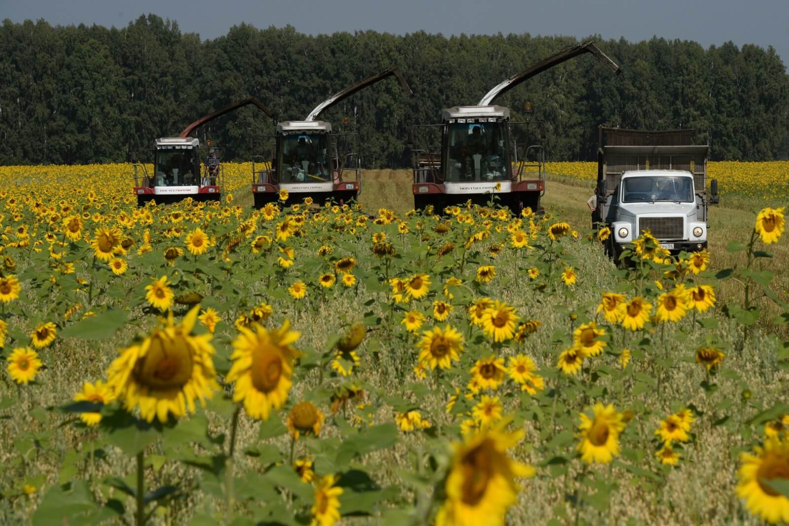 Агрохолдинг KSG Agro розпочав збиральну кампанію соняшника на площі майже 7,4 тис. га