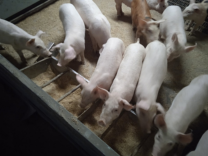 KSG Agro is developing a pig farm in Kherson region