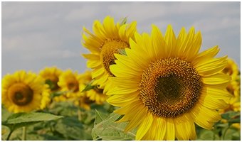 KSG Agro starts sunflower sowing campaign on the area of 7.3 thou hectares