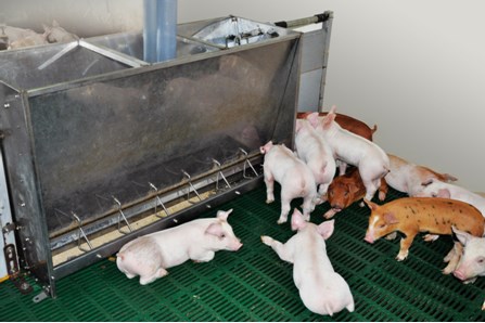 KSG Agro is increasing the number of pigs by growing the number of pig farms, – experts at RA Expert Rating