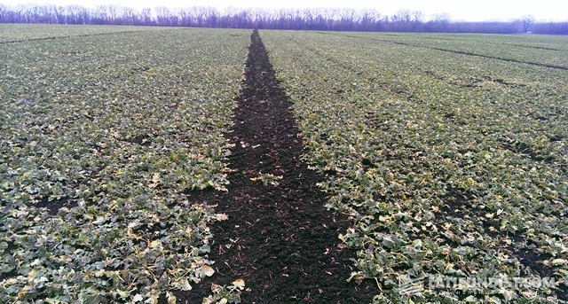 KSG Agro has started fertilizing winter crops on an area of 3,600 hectares