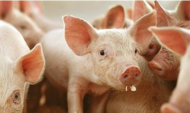 According to the results of 8 months of 2022, KSG Agro increased the number of pigs