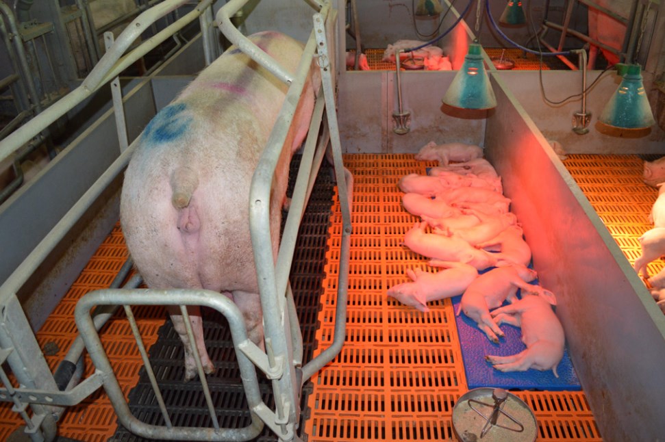 KSG Agro increased pig stock by 17.6% in the first quarter of 2022
