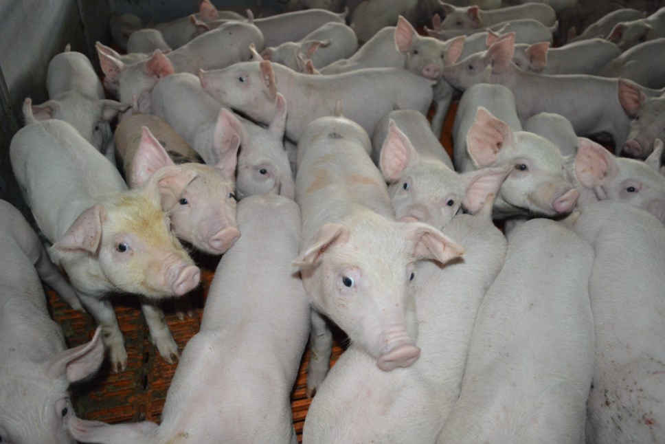 KSG Agro increased pig sales by 3% in Q1 of 2022