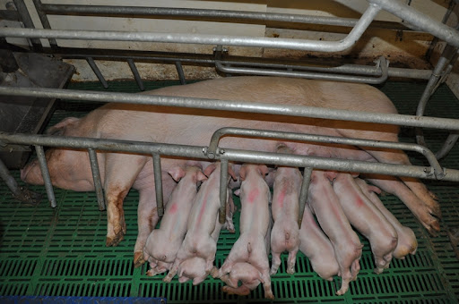 KSG Agro wdroży strategię sieciocentryczną w 2024 roku