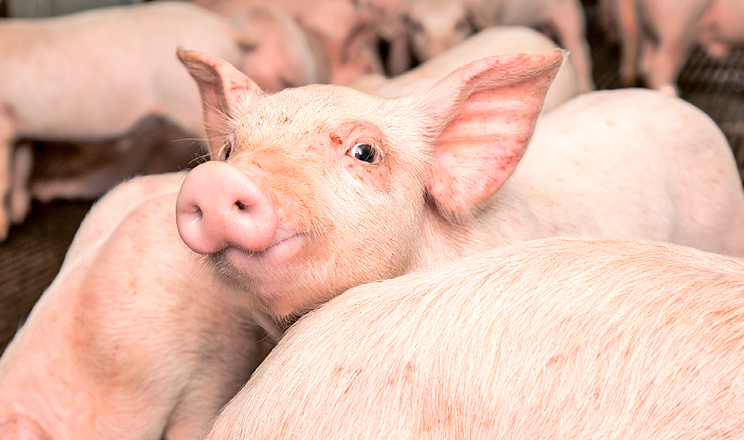 Od początku roku ceny skupu wieprzowiny w wadze żywej wzrosły o 22% i pozostaną na poziomie 75-85 UAH/kg, - Serhii Kasianov, KSG Agro