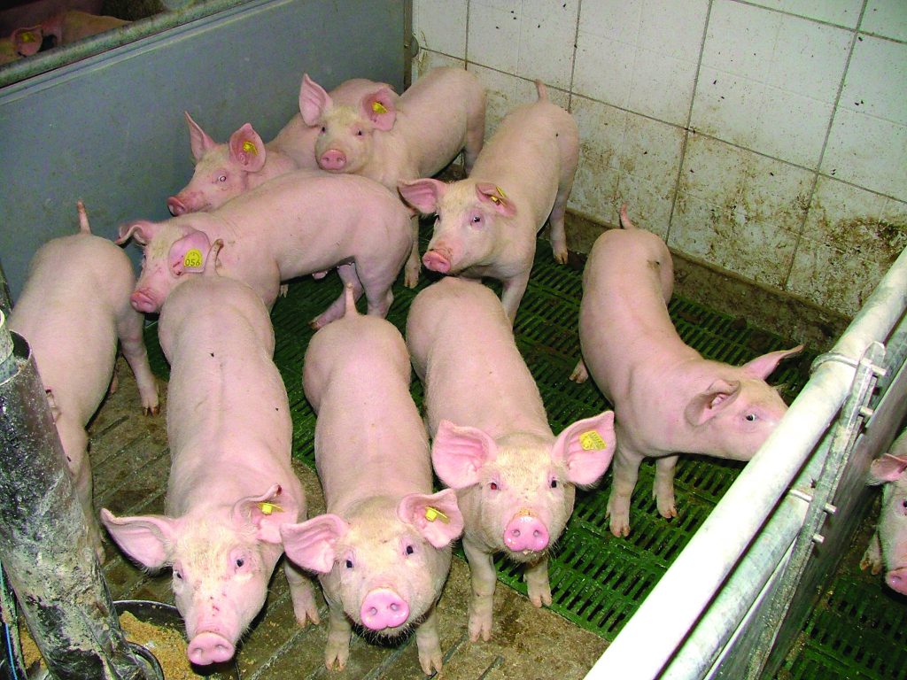 KSG Agro uruchomiło program sprzedaży prosiąt do hodowli na średnich i dużych fermach trzody chlewnej