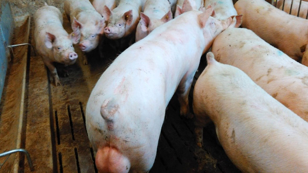 Część reprodukcyjna stada na fermie trzody chlewnej KSG Agro zostanie uzupełniona o 1330 sztuk świń genetyki kanadyjskiej
